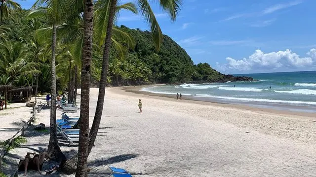 Coqueirais e mar azul da Praia de Itacarezinho na trilha das quatro praias